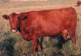 red_heifer