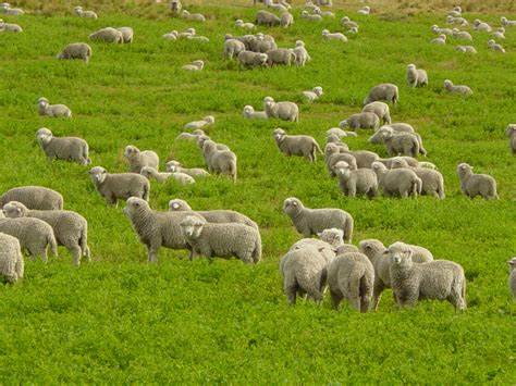 scattered sheep